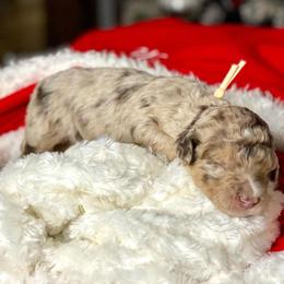 Aussiedoodle Puppies from Gore Doodle Ranch