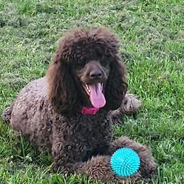 Jersey - Goldendoodle