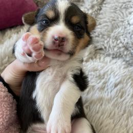 Pembroke Welsh Corgi Puppies from 777 Corgis