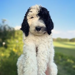 Snoopy - Black and white male Sheepadoodle puppy in Danville, Indiana from Marley’s Doodle Ranch