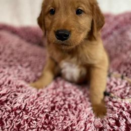 Golden Retriever Puppies from Mueller’s Furry Farm