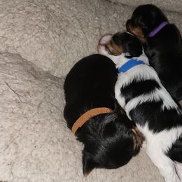 Yorkshire Terrier Puppies from Parti Time Yorkies Indy