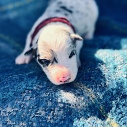 Maroon - Blue merle female Border Collie puppy in Minden, Iowa from Rocking N Registered Border Collies & Labradors