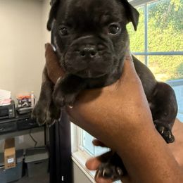 Spud - Black male French Bulldog puppy in Whittier, California from West Coast Bullies & Frenchies