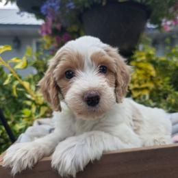 Oklahoma - Red female Aussiedoodle puppy in Blackfoot, Idaho from Draper Mountain Doodles