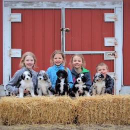 Aussiedoodle Puppies from Wilson Cattle Co.