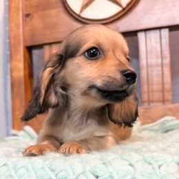 Boy 1 - Cream male Dachshund puppy in Decatur, Mississippi from KP Dachshunds