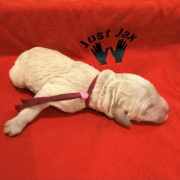 Girl 4 - Cream female Goldendoodle puppy in Houston, Texas from Were The Mack'Doodles