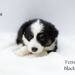 Chestnut - Black tri female Miniature Australian Shepherd puppy in Wooster, Ohio from Kari's Mini Aussies