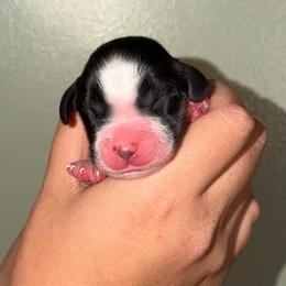 Reef - Black white and tan male English Springer Spaniel puppy in Williston, Florida from Parks Paradise Springers