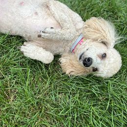 Journi - Poodle