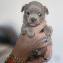 AKC Fluffy Lilac  boy1 - Silver male Chihuahua puppy in Brooklyn, New York from Nadezhda's Chihuahuas