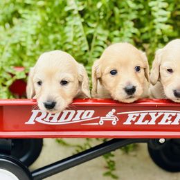 Dachshund Puppies from Lala’s Pups