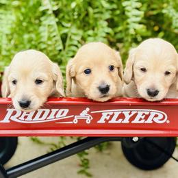 Dachshund Puppies from Lala’s Pups
