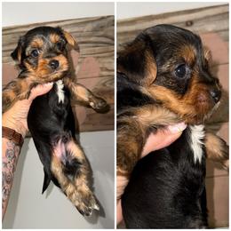 Mickey - Black and gold male Morkie puppy in Cleveland, Tennessee from Moody’s Morkies and More