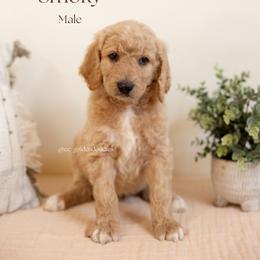 Smoky - Cream male Goldendoodle puppy in Lusby, Maryland from C&C Goldendoodles