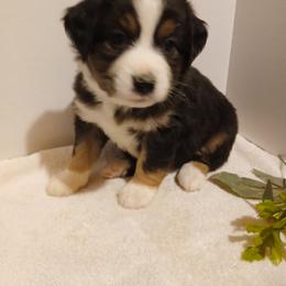 Sven - Black tri male Miniature Australian Shepherd puppy in Gretna, Virginia from Adams Acres Cattle Dogs