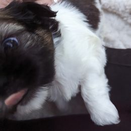 Shih Tzu Puppies from We Shih Tzu Not!