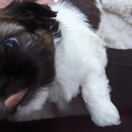 Shih Tzu Puppies from We Shih Tzu Not!