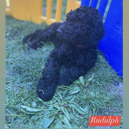 Poodle Puppies from Sarah’s Standards