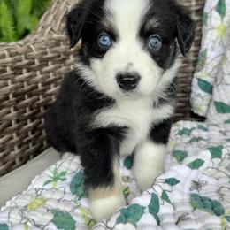 Marlin - Black tri-color male Australian Shepherd puppy in Oxford, Florida from SoCo Aussies