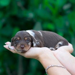 Chloe - Dapple female Dachshund puppy in Fort Myers, Florida from Blossom Paws