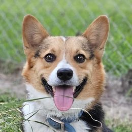 Branch - Pembroke Welsh Corgi