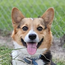 Branch - Pembroke Welsh Corgi