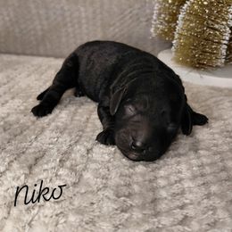 Niko - Black male Goldendoodle puppy in Eau Claire, Wisconsin from Fisher River Doodle's