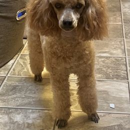 Mara - Poodle