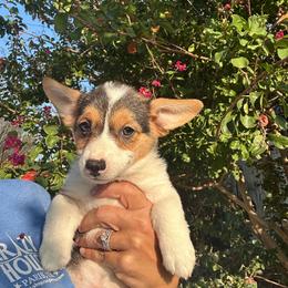 Girl 2 - Black and tan female Pembroke Welsh Corgi puppy in Honey Grove, Texas from JK Ranch Corgis