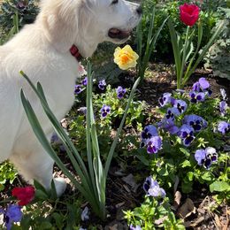 Golden Retriever Puppies from Graceful Goldens