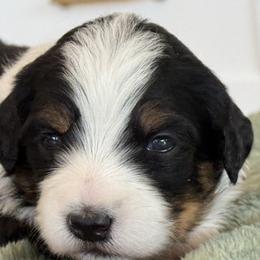 Bernedoodle, Cavapoo, Havanese, and Havapoo Puppies from Lady Paws Puppies - Cassie