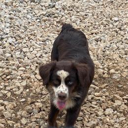 Poppy - Miniature Australian Shepherd