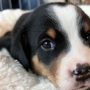 Clare - Black, white and red Greater Swiss Mountain Dog puppy in Northville, Michigan from Great Lakes Swissies
