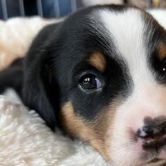 Clare - Black, white and red Greater Swiss Mountain Dog puppy in Northville, Michigan from Great Lakes Swissies