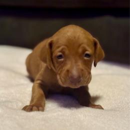 Female 2 - Golden rust female Vizsla puppy in Windsor, Maine from Pleasant Ridge