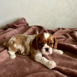 Beau - Blenheim male Cavalier King Charles Spaniel puppy in North Alabama And Middle Tennessee, Alabama from Cane Creek Cavaliers