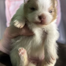 Blessing - Chocolate merle female Pomeranian puppy in Franklin, North Carolina from A&J Cutie Pawtooties