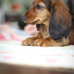 Dachshund Puppies from Olia Mirra