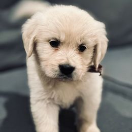 Brown collar - Light golden male Golden Retriever puppy in Decatur, Indiana from Golden Bundles