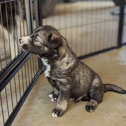 Siberian Husky Puppies from Wyant Farms