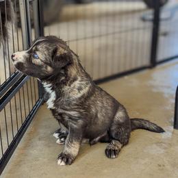 Siberian Husky Puppies from Wyant Farms