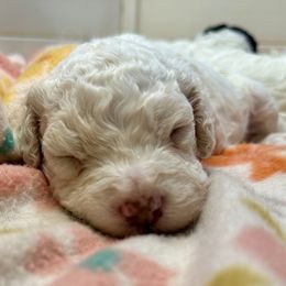 Stella - Orange female Lagotto Romagnolo puppy in Ashland, Ohio from SS Australian Shepherds