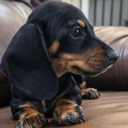 Black - Black and tan male Dachshund puppy in Edinburg, Texas from M L Springers/ Texas Legacy Dachshunds