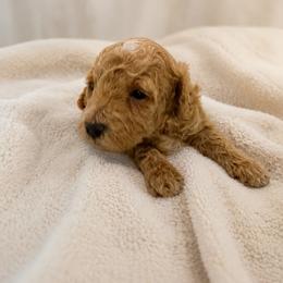 Nellie - Apricot female Goldendoodle puppy in Sacramento, California from Little legacy doodles