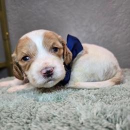 Hermes - Blenheim male Cavapoo puppy in Roseville, California from Heavenly Goldendoodles
