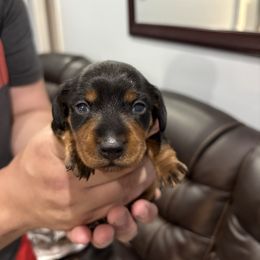 Girl 2 - Black and tan female Dachshund puppy in Mobile, Alabama from Lady and the Tramp Dachshunds