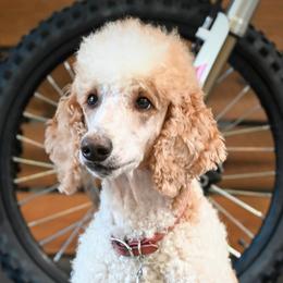 MEEKA - Poodle