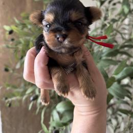 Yorkshire Terrier Puppies from Crystal Garden Yorkies